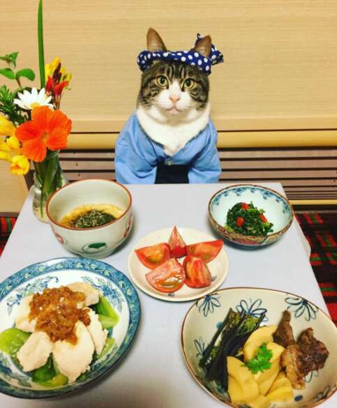 Cosplaying Cat Chef Dines With His Mom Every Night In Different Outfit