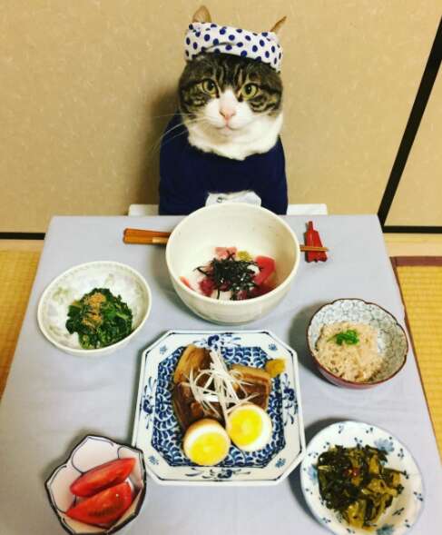 Cosplaying Cat Chef Dines With His Mom Every Night In Different Outfit