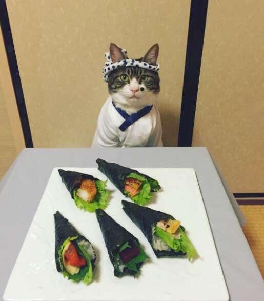 Cosplaying Cat Chef Dines With His Mom Every Night In Different Outfit