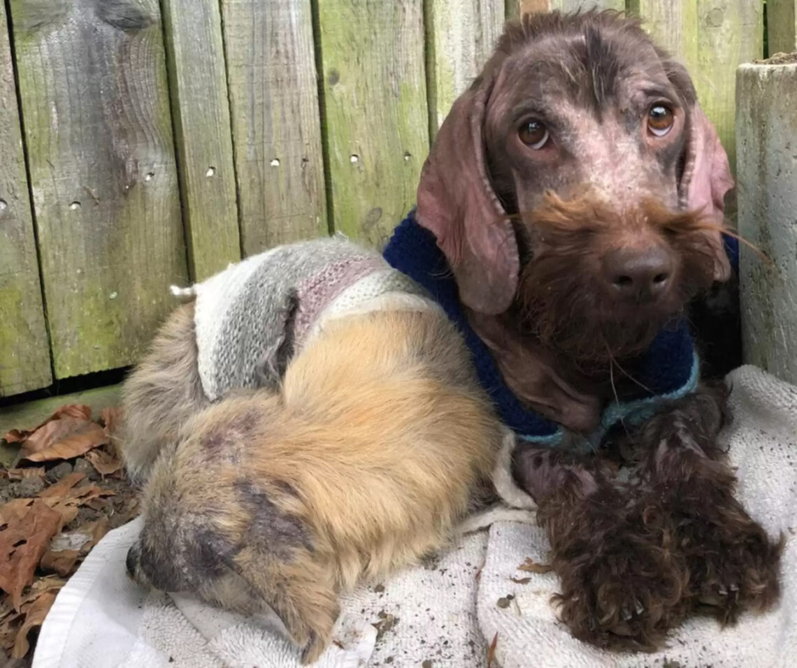 Dogs look like they're turning to stone after contracting skin disease