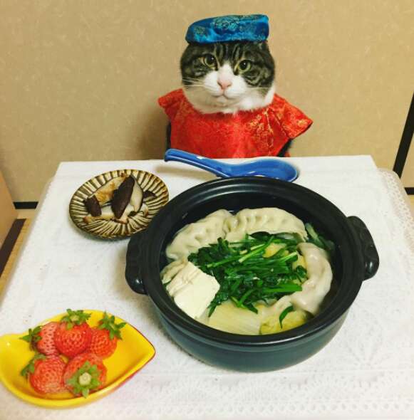 Cosplaying Cat Chef Dines With His Mom Every Night In Different Outfit