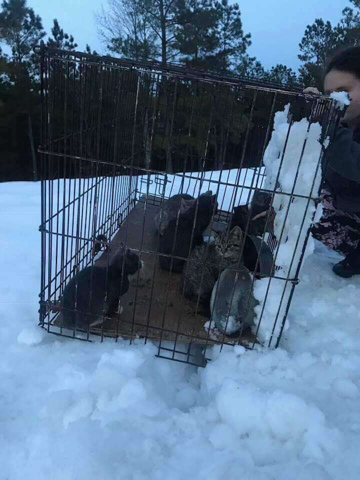 People Find 12 Abandoned Kittens Shivering In The Snow