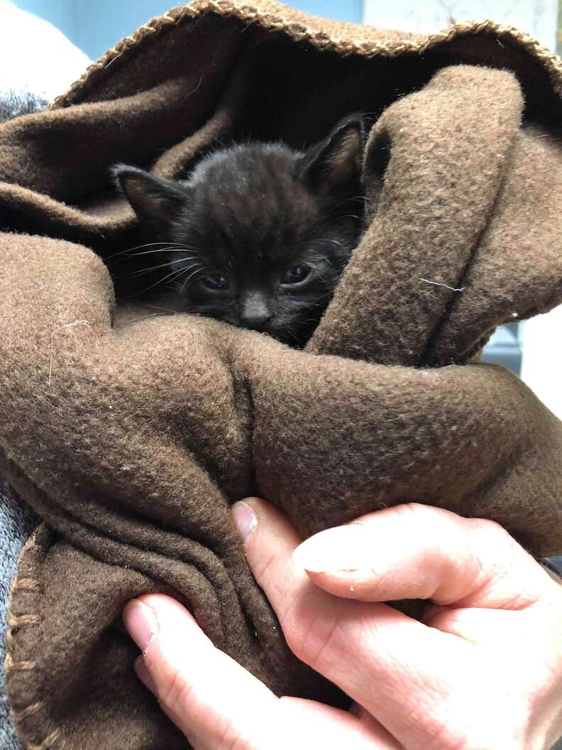 People Find 12 Abandoned Kittens Shivering In The Snow