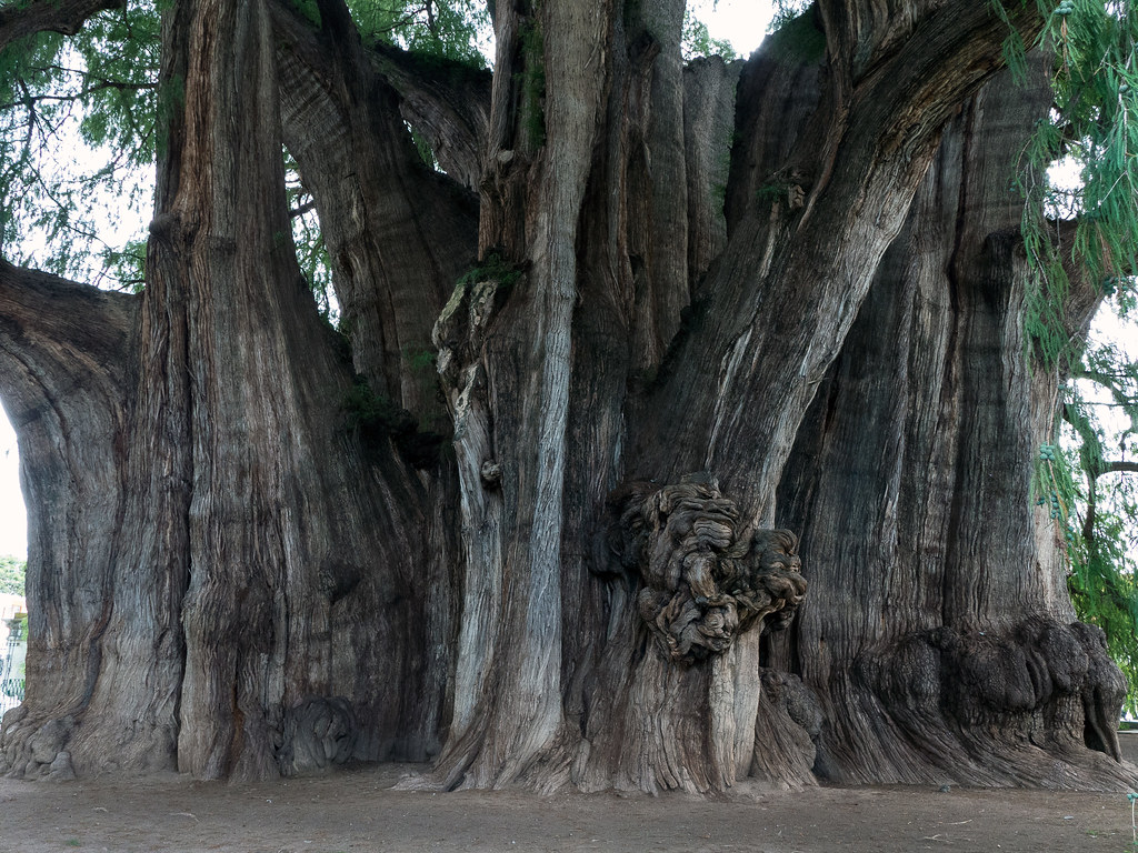 Mexico’s 2,000 Year-Old Living Tree