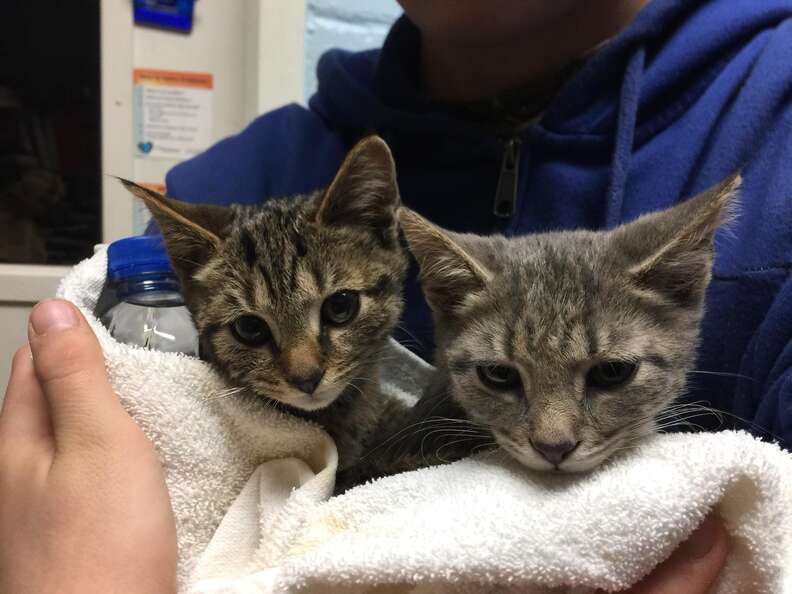 People Find 12 Abandoned Kittens Shivering In The Snow