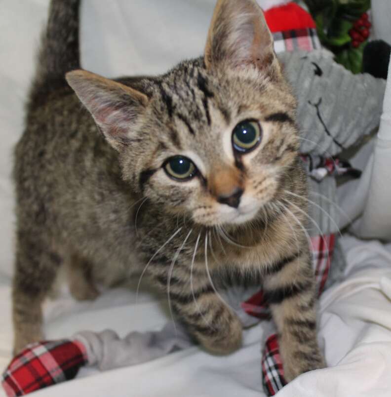 People Find 12 Abandoned Kittens Shivering In The Snow