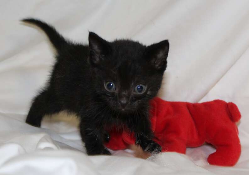 People Find 12 Abandoned Kittens Shivering In The Snow