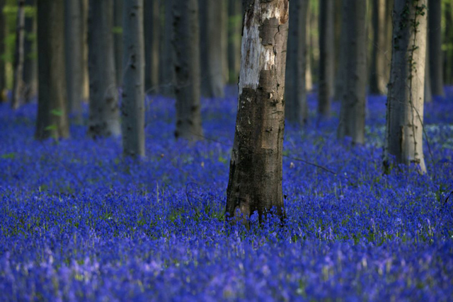 Discover 6 Beautiful Flower Fields in the World – Bestbabies.info