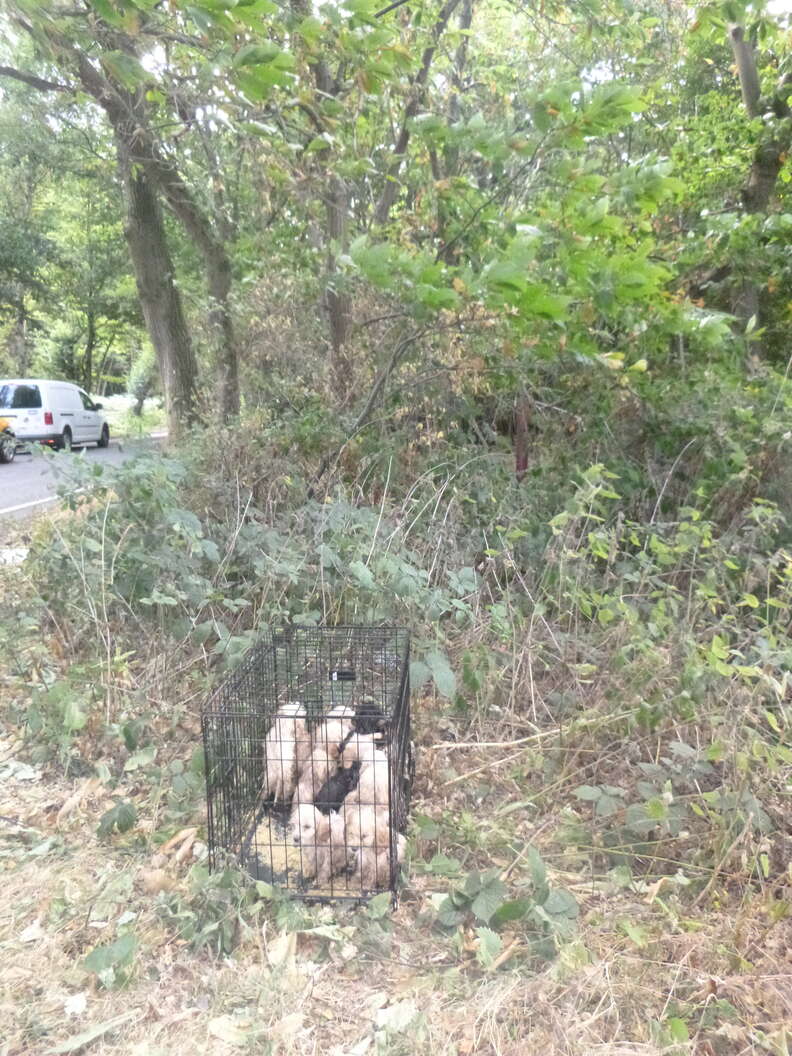 Guy On A Walk Is Shocked To Find 20 Fluffy Puppies On The Side Of The Road