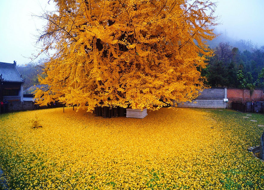 1,400-Year-Old Chinese Ginkgo Tree Drops Leaves That Drown Buddhist Temple In A Yellow Ocean