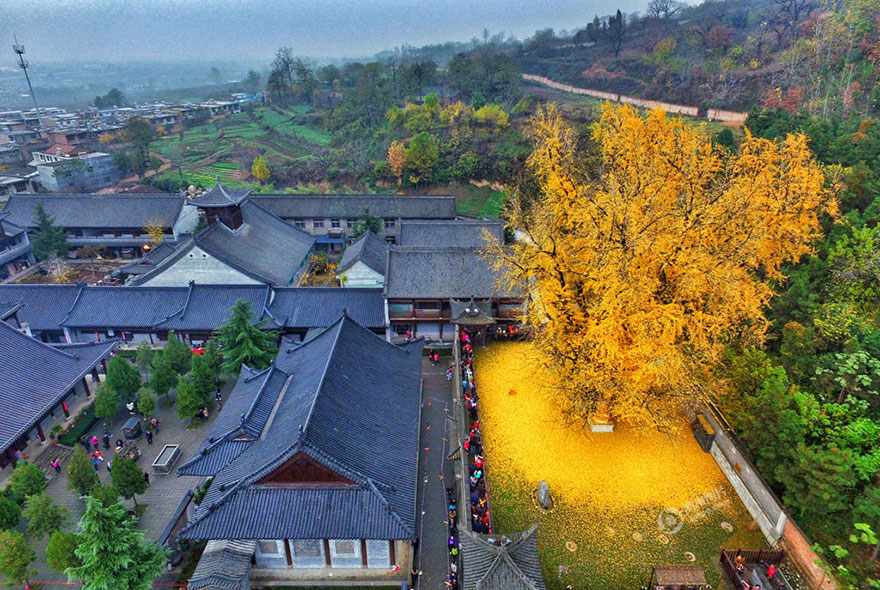 1,400-Year-Old Chinese Ginkgo Tree Drops Leaves That Drown Buddhist Temple In A Yellow Ocean