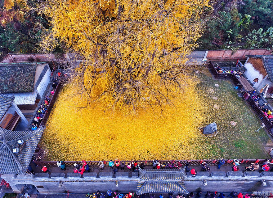 1,400-Year-Old Chinese Ginkgo Tree Drops Leaves That Drown Buddhist Temple In A Yellow Ocean