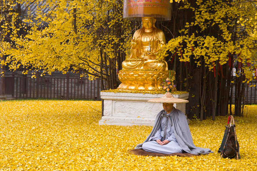 1,400-Year-Old Chinese Ginkgo Tree Drops Leaves That Drown Buddhist Temple In A Yellow Ocean