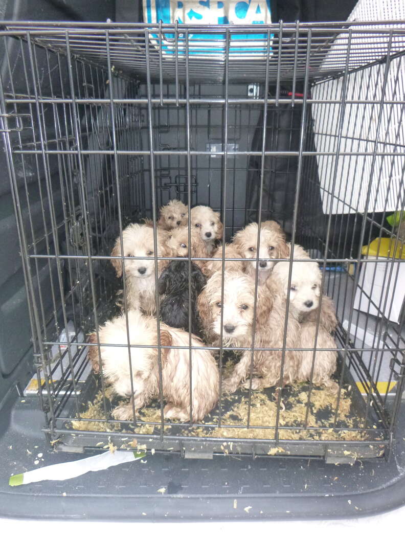 Guy On A Walk Is Shocked To Find 20 Fluffy Puppies On The Side Of The Road