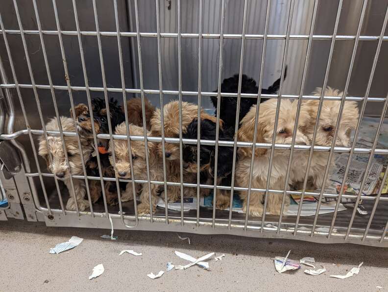 Guy On A Walk Is Shocked To Find 20 Fluffy Puppies On The Side Of The Road