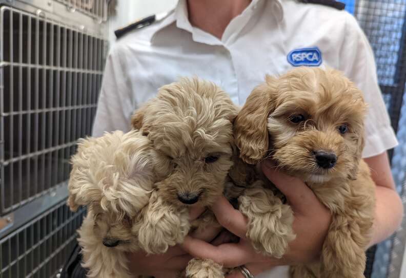 Guy On A Walk Is Shocked To Find 20 Fluffy Puppies On The Side Of The Road