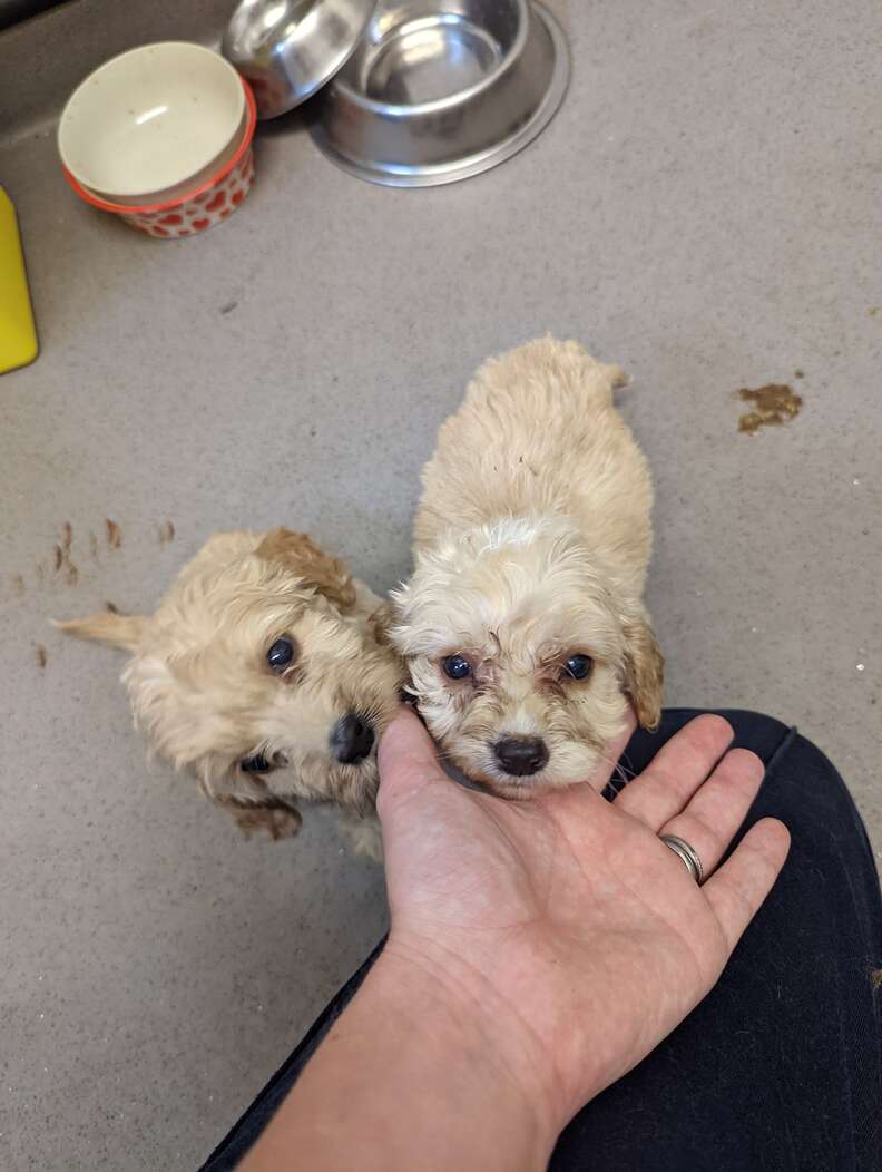 Guy On A Walk Is Shocked To Find 20 Fluffy Puppies On The Side Of The Road