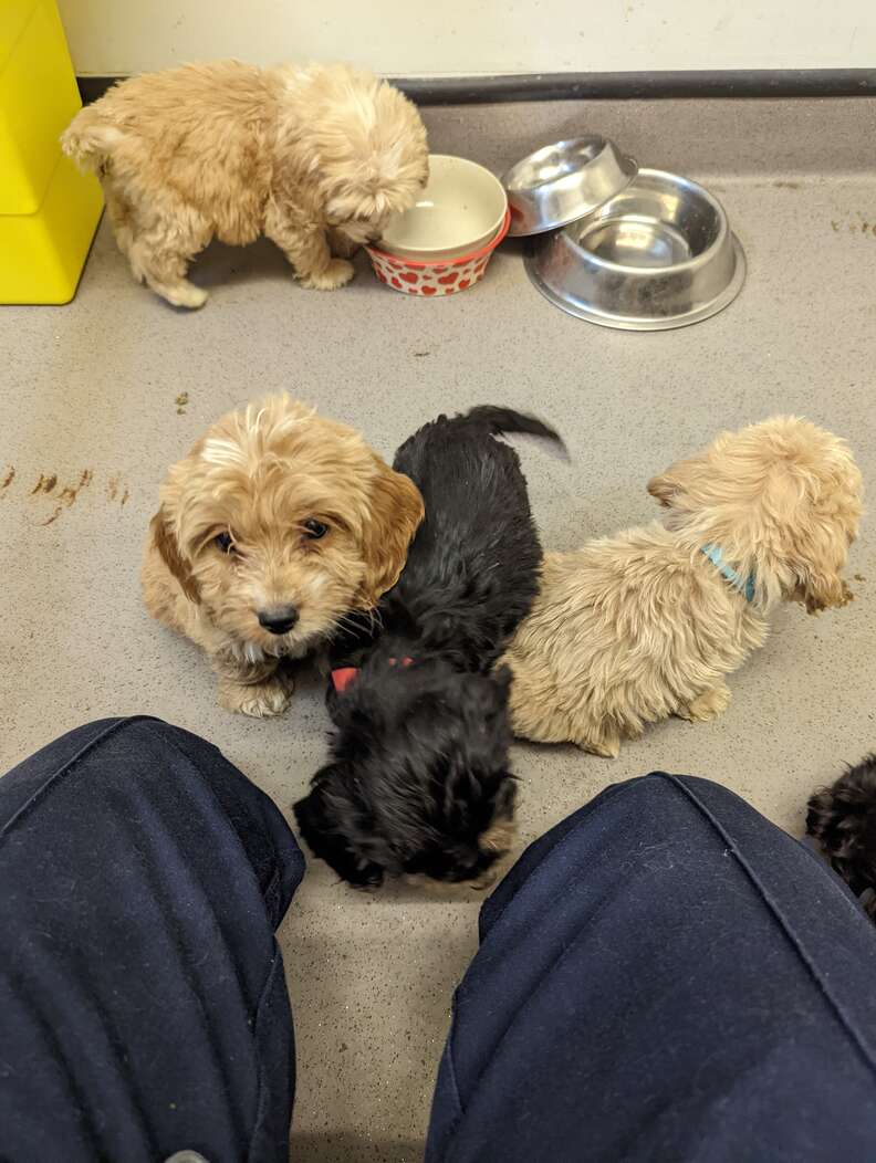 Guy On A Walk Is Shocked To Find 20 Fluffy Puppies On The Side Of The Road