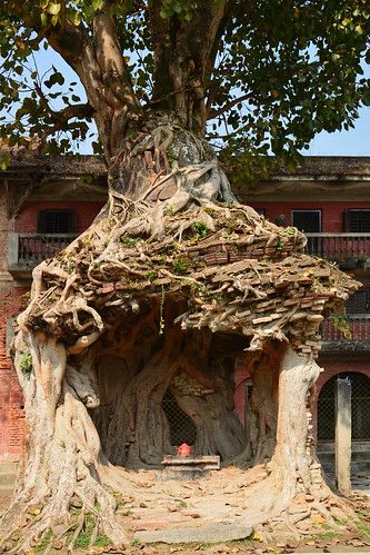 Cultivating The Intriguing Odyssey Of Woody Perennial Plants: Unveiling Their Growth And Development - Amazing Nature