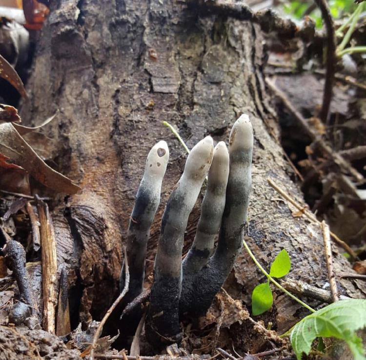 This Creepy-Looking Fungus Known as "Dead Man's Fingers"