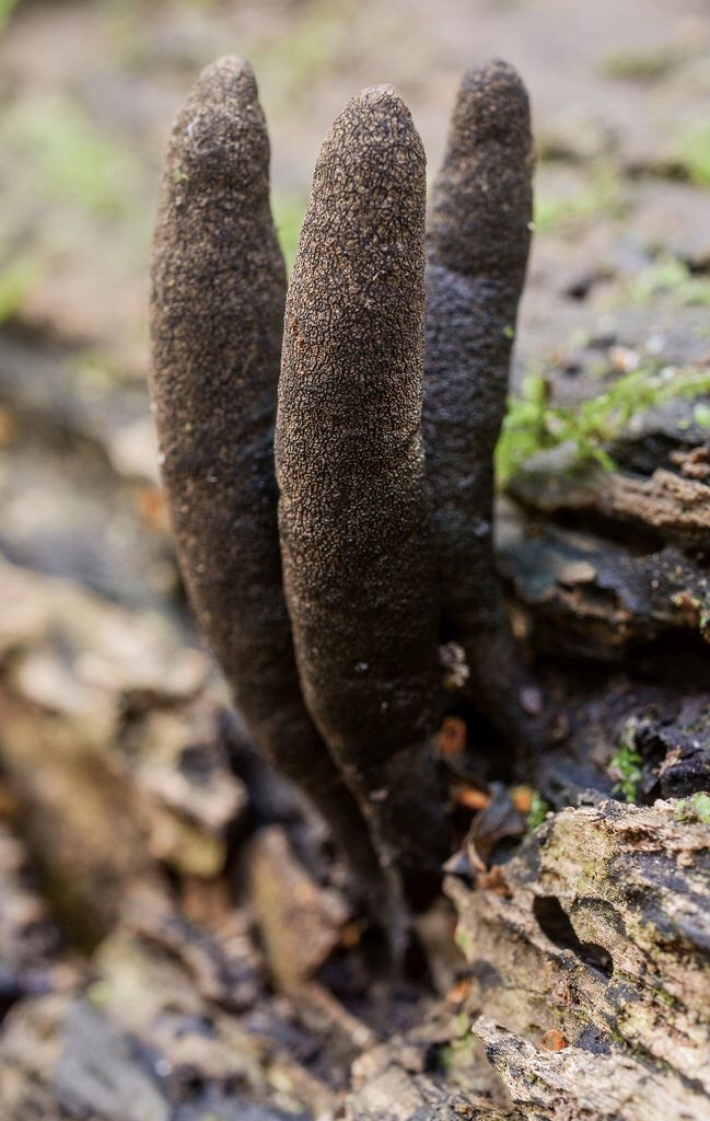 This Creepy-Looking Fungus Known as "Dead Man's Fingers"