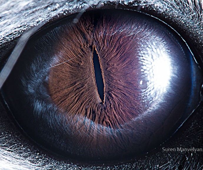 15 Close-Up Photos That Prove How Unique Animal Eyes Are