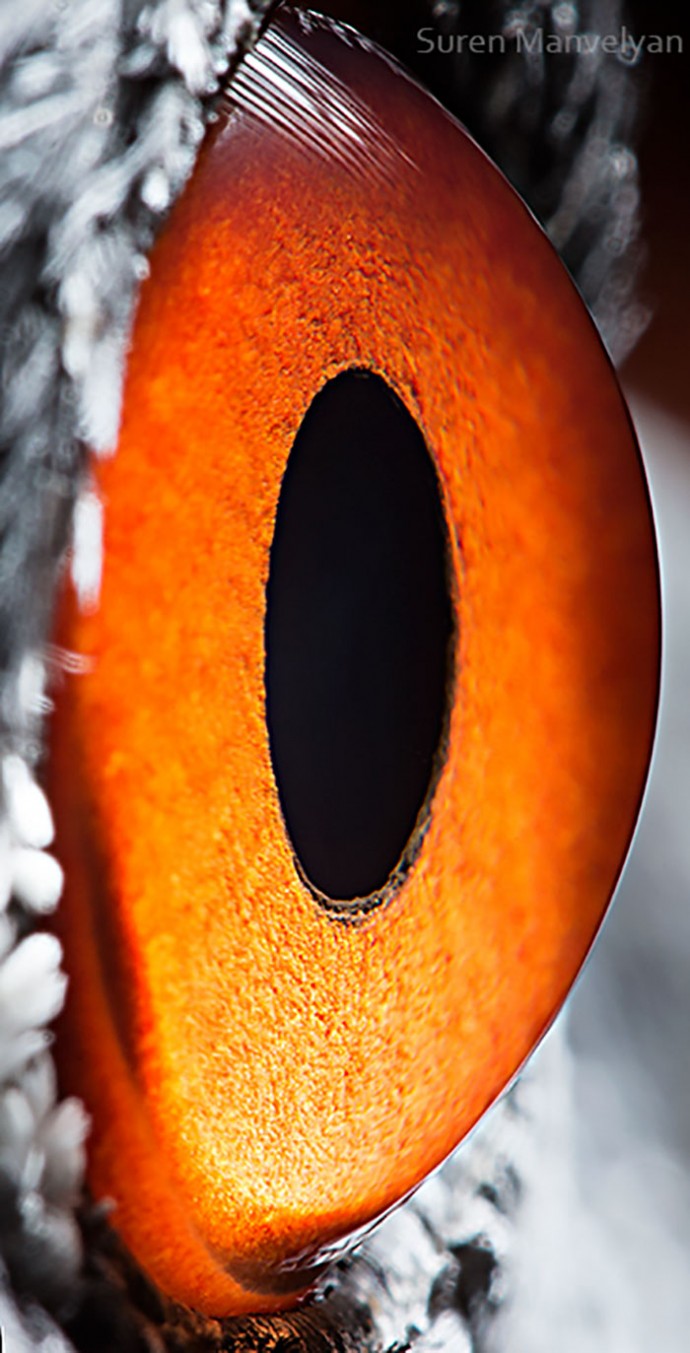 15 Close-Up Photos That Prove How Unique Animal Eyes Are