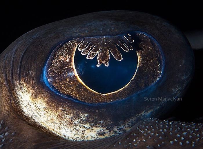 15 Close-Up Photos That Prove How Unique Animal Eyes Are