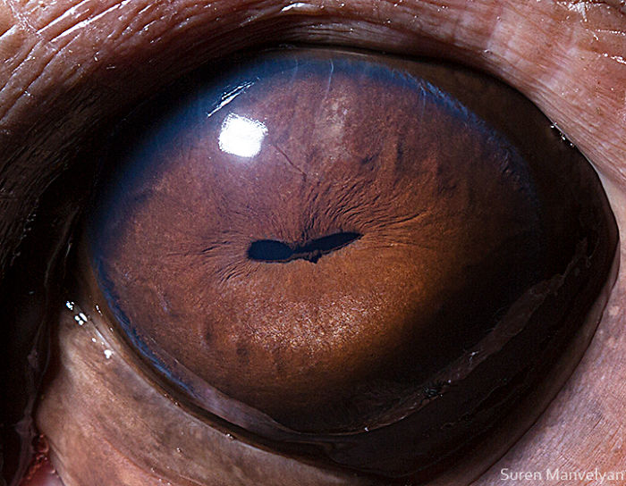 15 Close-Up Photos That Prove How Unique Animal Eyes Are