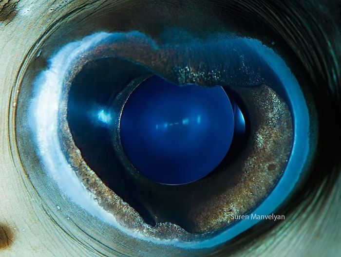 15 Close-Up Photos That Prove How Unique Animal Eyes Are