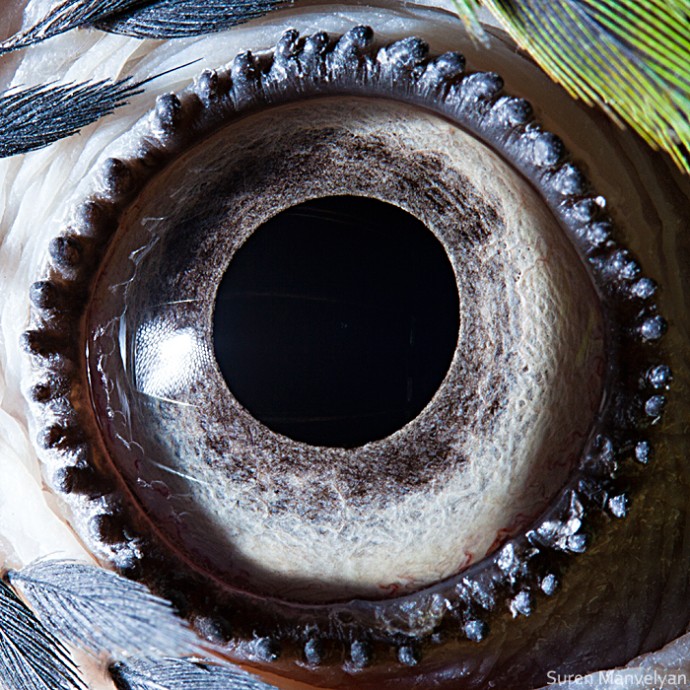 15 Close-Up Photos That Prove How Unique Animal Eyes Are