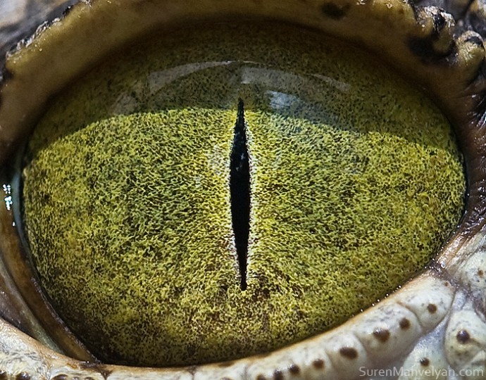 15 Close-Up Photos That Prove How Unique Animal Eyes Are