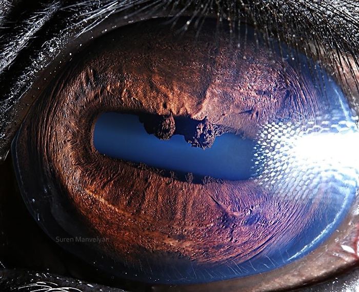 15 Close-Up Photos That Prove How Unique Animal Eyes Are