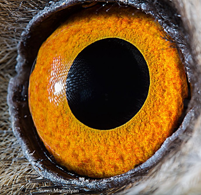 15 Close-Up Photos That Prove How Unique Animal Eyes Are