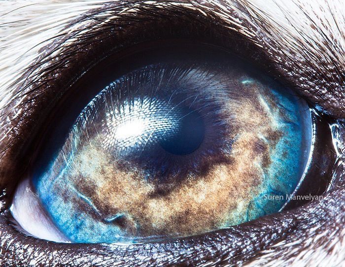 15 Close-Up Photos That Prove How Unique Animal Eyes Are