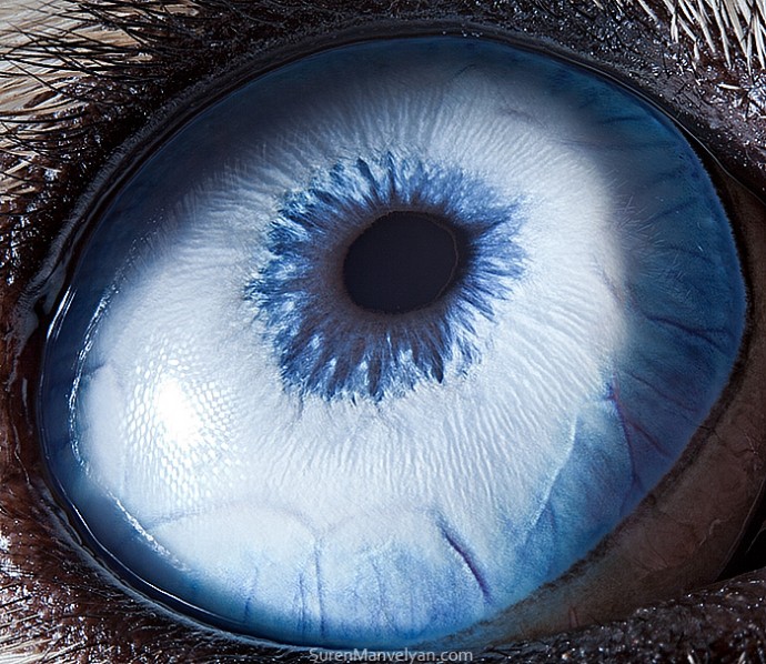 15 Close-Up Photos That Prove How Unique Animal Eyes Are