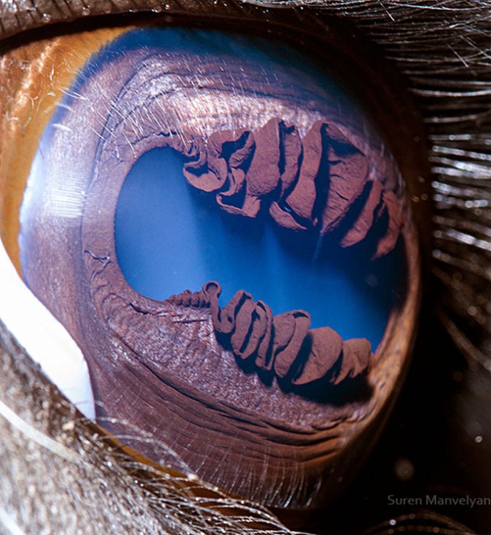 15 Close-Up Photos That Prove How Unique Animal Eyes Are