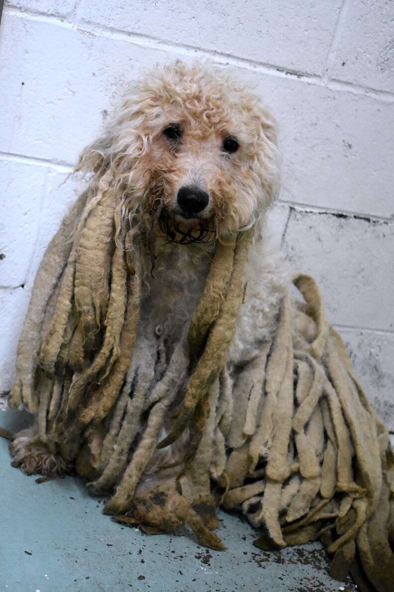 Pierre the poodle gets dramatic makeover after years of neglect that left him with 5 POUNDS of dreadlocks matted with feces and urine