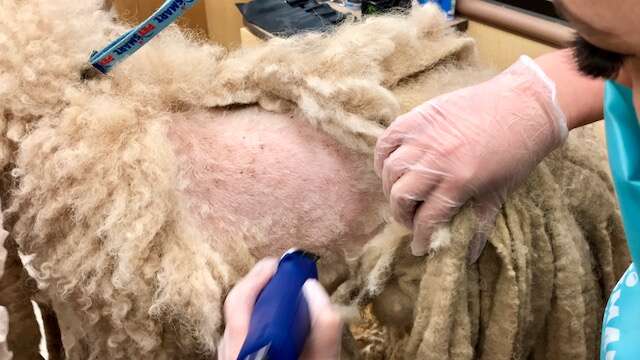 Pierre the poodle gets dramatic makeover after years of neglect that left him with 5 POUNDS of dreadlocks matted with feces and urine