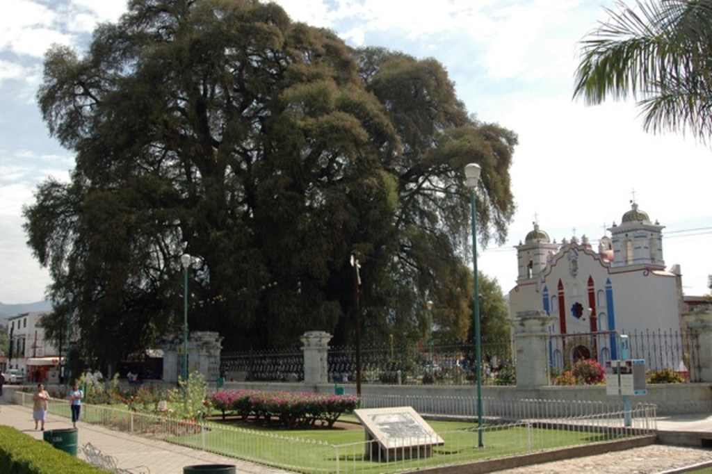 Mexico’s 2,000 Year-Old Living Tree