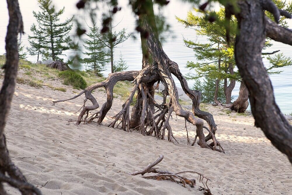 Defying The Odds: Trees Thrive Despite Being Stripped Of Soil - Nature and Life