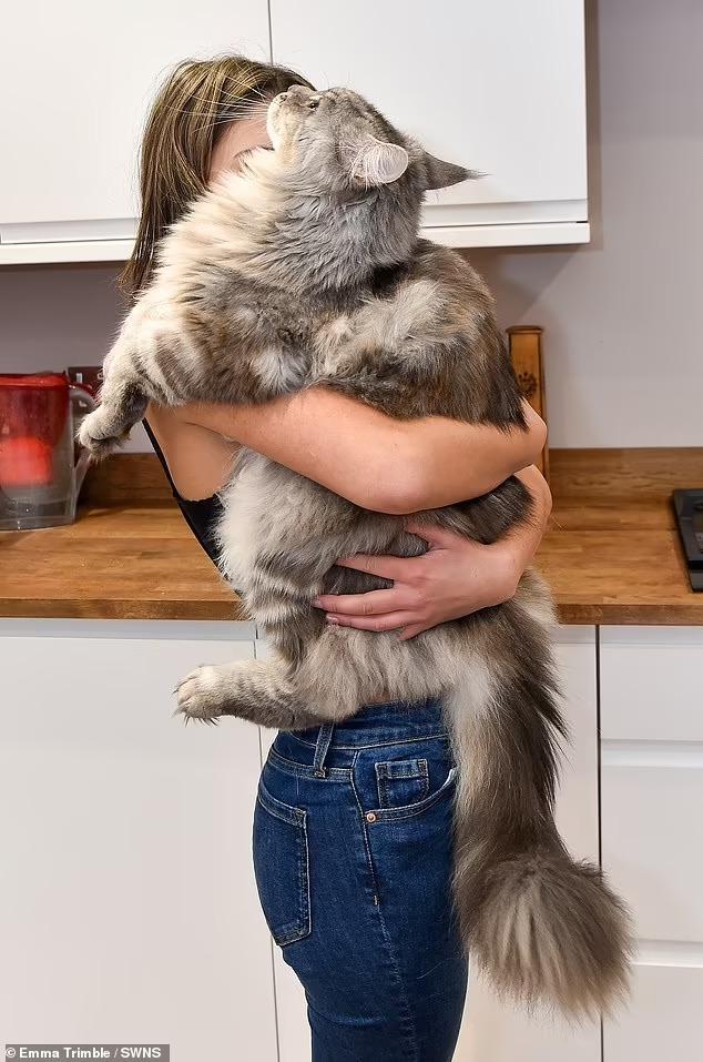 Everyone Mistakes My Enormous 24.3lbs Cat for a Lion – and He Continues to Grow, as He’s Only 12 Months Old!