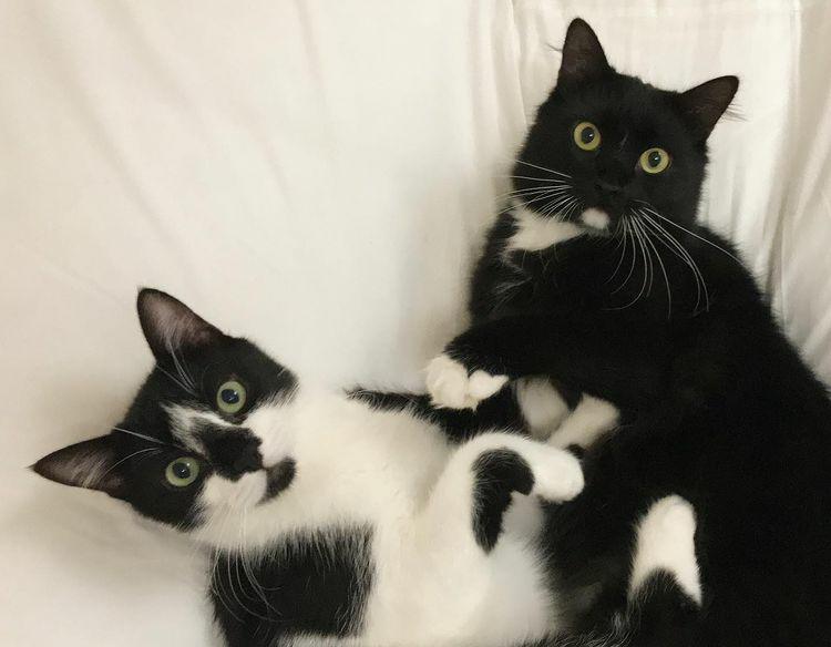 From Under the Rocks to a Loving Home: Sick Kitten Rescued and Adopted Alongside Her Sister