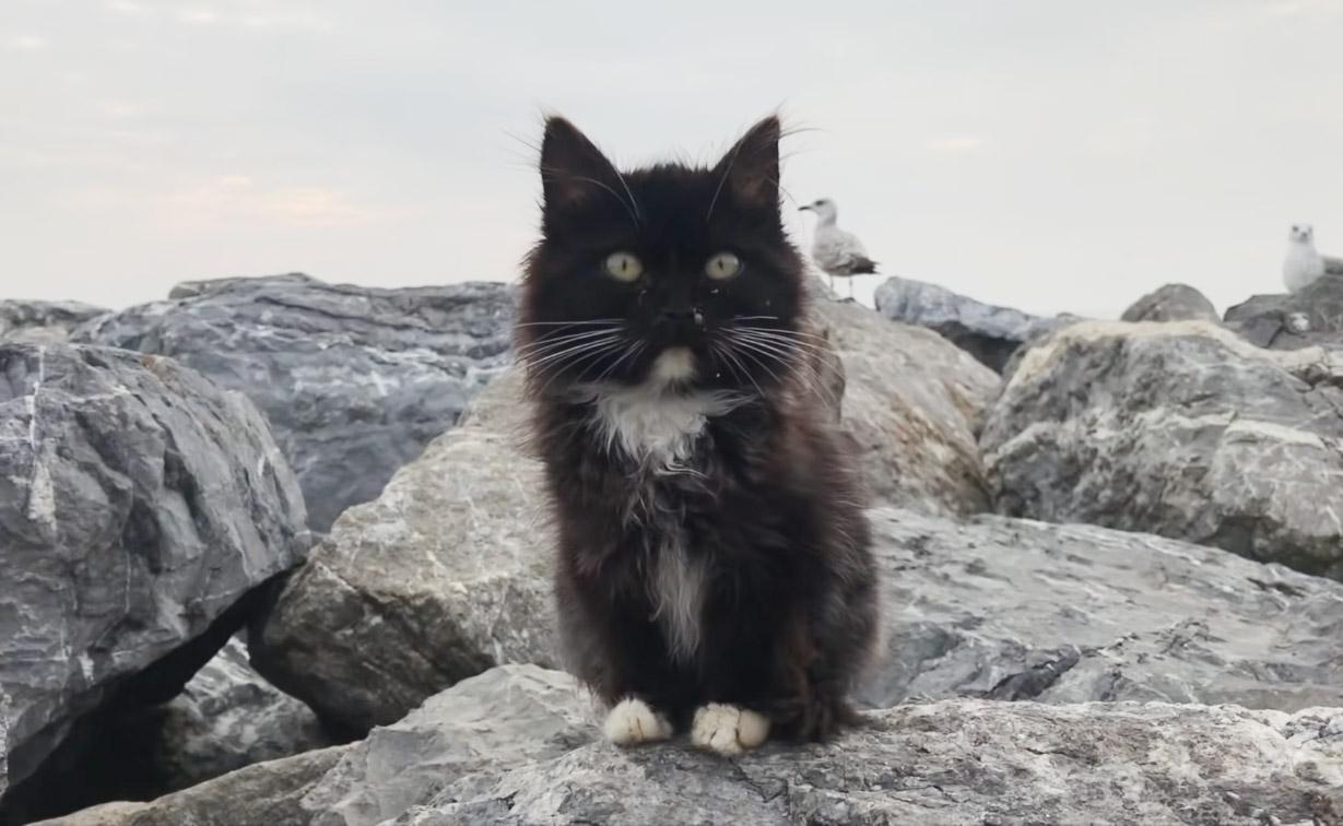 From Under the Rocks to a Loving Home: Sick Kitten Rescued and Adopted Alongside Her Sister