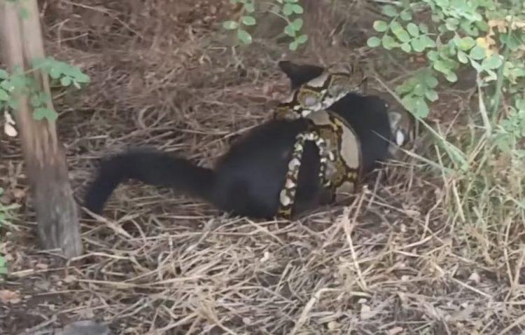 Heroic Effort: Rescuers Fight to Revive Poor Kitten Swallowed by a 3-Meter Python