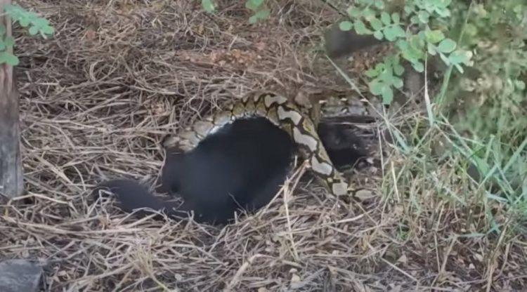 Heroic Effort: Rescuers Fight to Revive Poor Kitten Swallowed by a 3-Meter Python