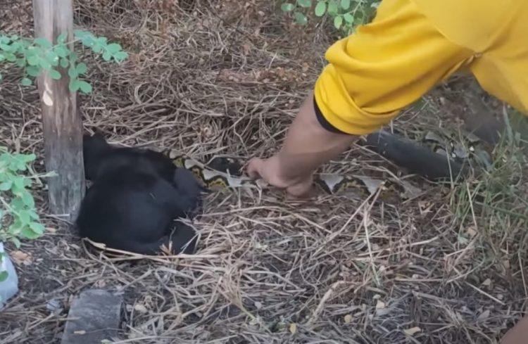 Heroic Effort: Rescuers Fight to Revive Poor Kitten Swallowed by a 3-Meter Python