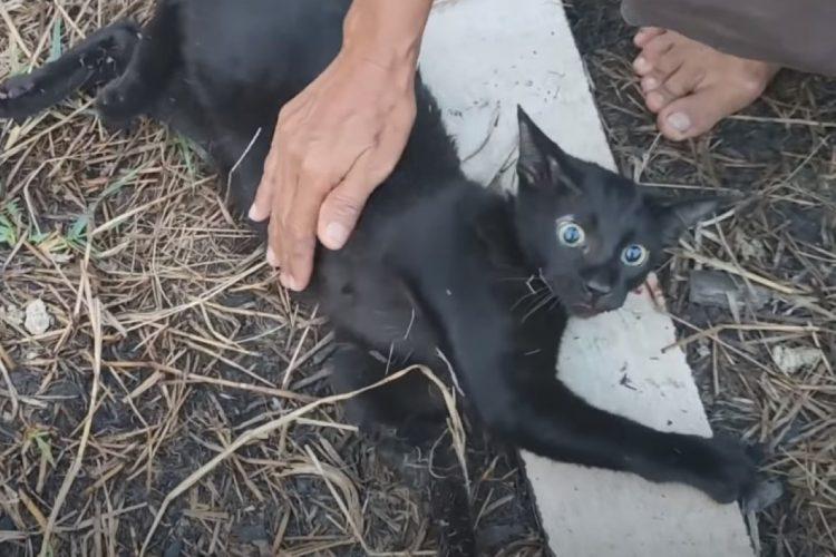 Heroic Effort: Rescuers Fight to Revive Poor Kitten Swallowed by a 3-Meter Python