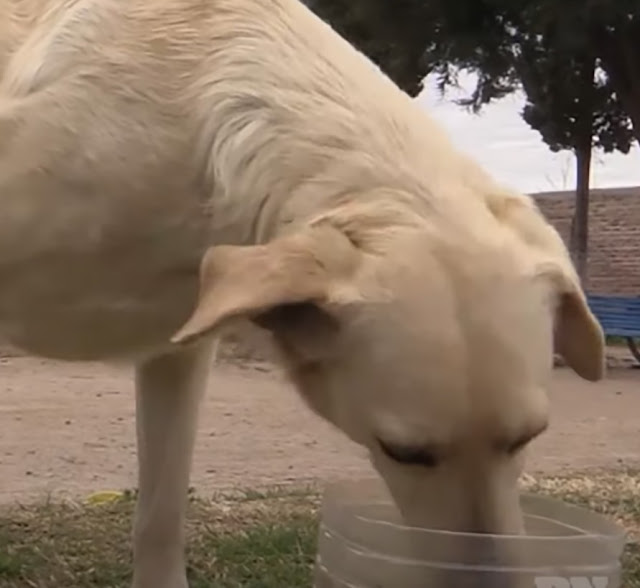 The dog that consoles those who’ve lost their loved ones, understanding their pain through her own loss, reminds me of the profound empathy our furry friends possess. – newsvaults.com