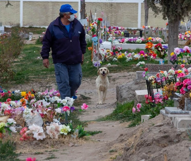 The dog that consoles those who’ve lost their loved ones, understanding their pain through her own loss, reminds me of the profound empathy our furry friends possess. – newsvaults.com